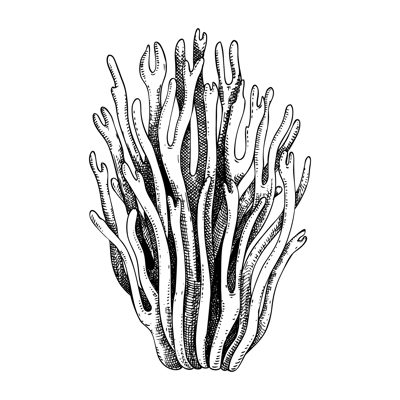Violet coral mushroom sketch. Magic fungus illustration. Hand drawn forest plant. Magenta coral mushroom drawing isolated on white background.